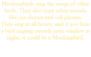 Mockingbirds sing the songs of other birds. They also copy other sounds like car alarms and cell phones. They sing at all hours, and if you hear a bird singing outside your window at night, it could be a Mockingbird.